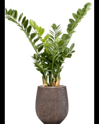 Sammenplantning Med Krukke Kunstig Zamioculcas Plante H128