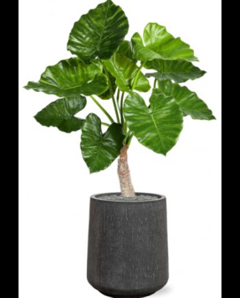 Sammenplantning Med Krukke Kunstig Alocasia Calidora Plante H119
