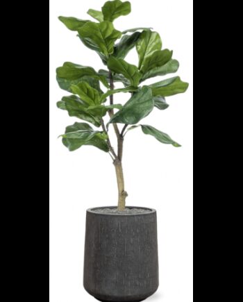Sammenplantning Med Krukke Kunstig Ficus Lyrata Plante H129