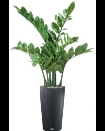 Sammenplantning Med Krukke Kunstig Zamioculcas Plante H105