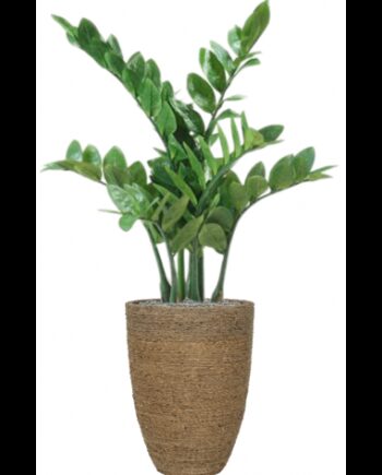 Sammenplantning Med Krukke Kunstig Zamioculcas Plante H109