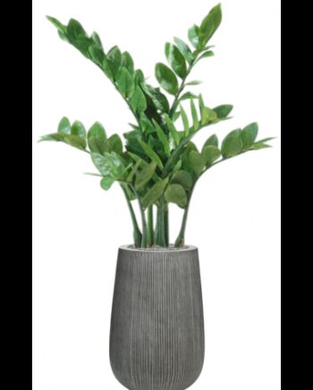 Sammenplantning Med Krukke Kunstig Zamioculcas Plante H111