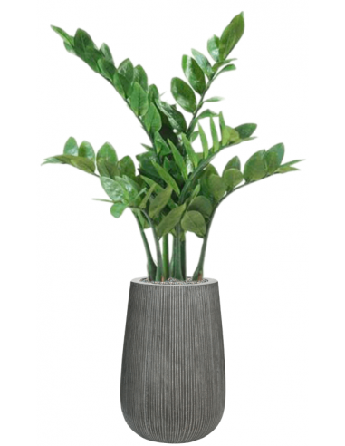 Sammenplantning Med Krukke Kunstig Zamioculcas Plante H111