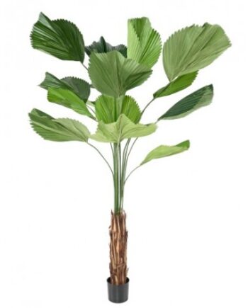 Stor Kunstig Licuala Plante H205