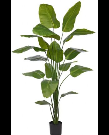 Stor Kunstig Strelitzia Plante H210 Grøn