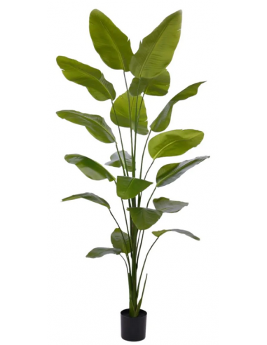 Stor Kunstig Strelitzia Plante H225 Grøn