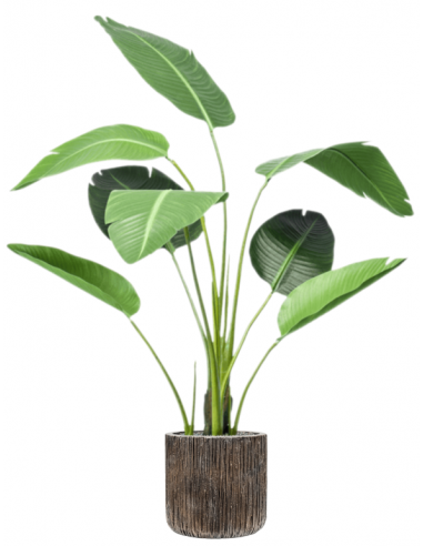 Sammenplantning Med Krukke Kunstig Strelitzia Plante H150